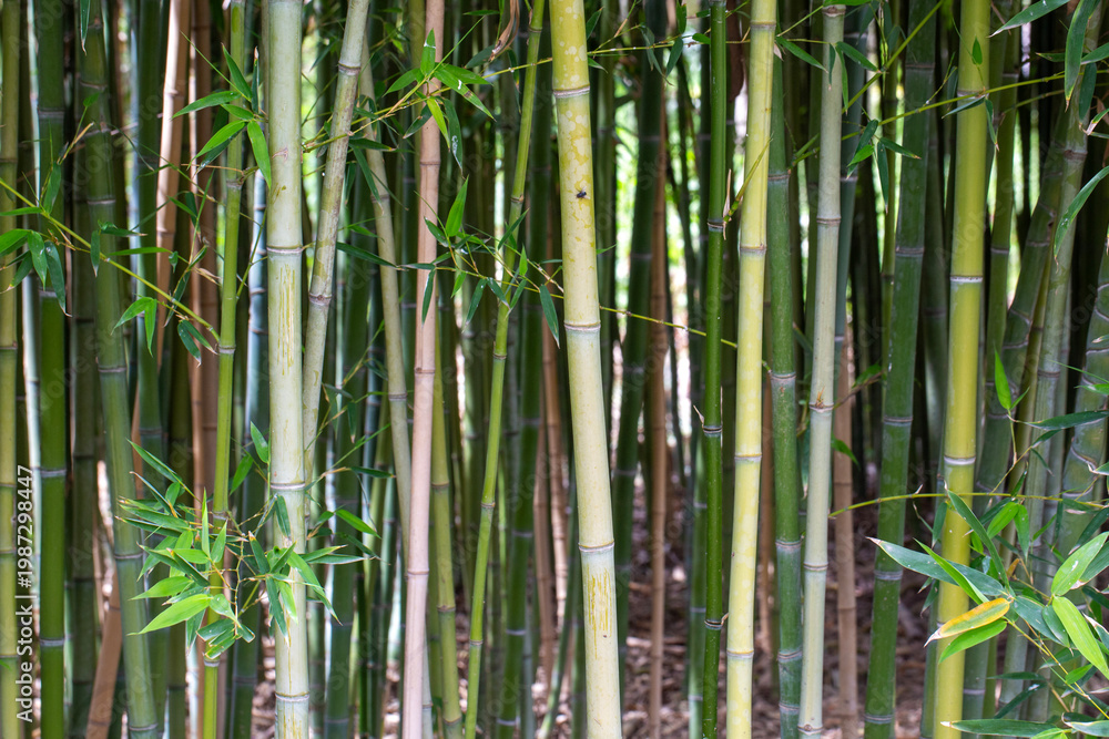 Fototapeta premium Vertical View of Green Bamboo Stems (Bambusoideae) in a Dense Grove