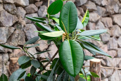 Glossy Green Leaves of Ficu...