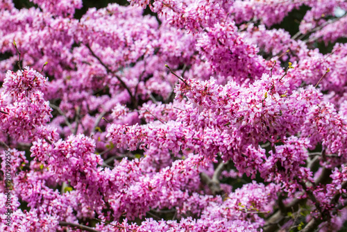 Vibrant Pink Flowers of Cer...
