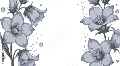 Monochrome Bellflower Illustration with Water Droplets on Transparent Background campanula grey flowers