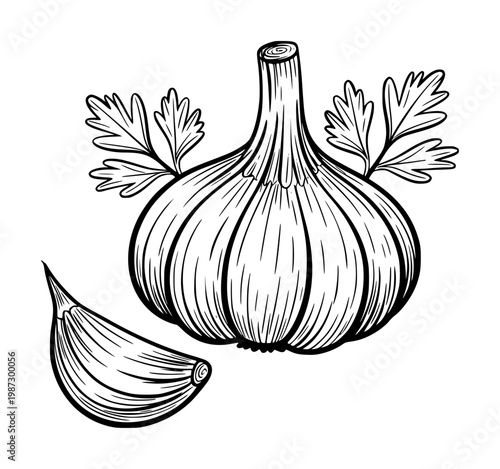 Hand Drawn Garlic Bulb Clove and Parsley Sprigs White Background herb