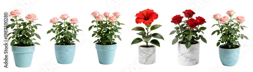 Potted Blush Pink Rose Plant in Pastel Pot - Miniature Rose Collection 4