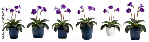 Streptocarpus Cape Primrose Purple Flower White Ceramic Pot Isolated White Background Collection 4