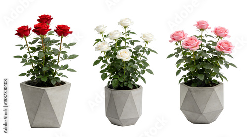 Potted Pink Rose Plant in Stylish Pot - Miniature Rose Collection 8