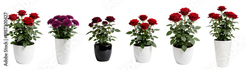 Potted Deep Purple Rose Plant in Ceramic Pot - Miniature Rose Collection 4