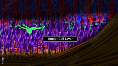 Rod cells and cone cells of Human eye