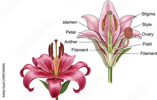 Detailed Lily Flower Anatomy Diagram with Labeled Stigma, Style, Ovary, Pistil, Stamen, Anther, Filament, and Petal Biology Vector Illustration