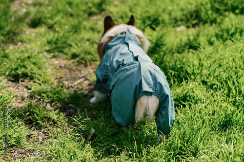 Back view of corgi dog in light blue raincoat walking along narrow path in green park, surrounded by fresh grass in sunlight, active pet lifestyle and outdoor activity concept for advertising use