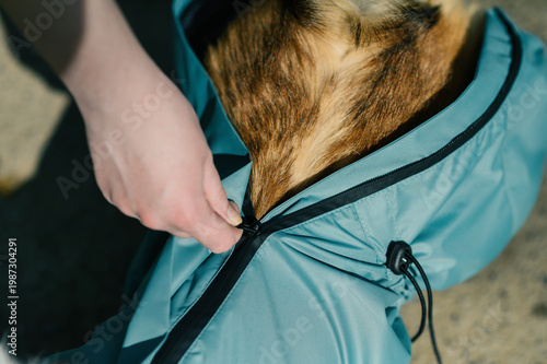 Close-up of corgi dog being dressed in light blue raincoat, human hand fastening zipper on pet clothing, focus on texture and detail, pet care and preparation concept for lifestyle advertising