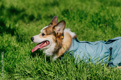 Side view of happy corgi dog in light blue raincoat lying in fresh green grass on sunny day, panting with tongue out, outdoor pet lifestyle and care concept for advertising and branding use