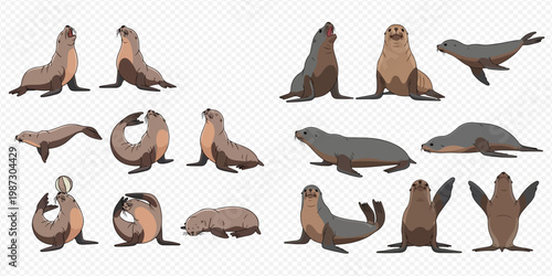 Set of various sea lion and seal poses, marine mammals in different positions, isolated on transparent background.