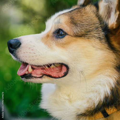 Close-up side profile of corgi dog face outdoors, focus on eye, fur texture and open mouth with tongue out, natural light and green background, pet portrait and animal care concept