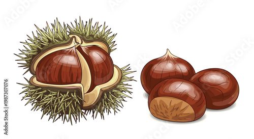Detailed illustration of brown chestnuts with one partially opened in its green spiky husk showing the nut inside on white.