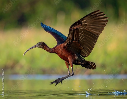 A glossy ibis, poised mid-flight over calm water, wings outstretched and reflecting in the water's surface, showcasing its elegant form