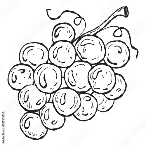 Bunch of Grapes Hand Drawn Ink Illustration for Vineyard and Wine Logo Design