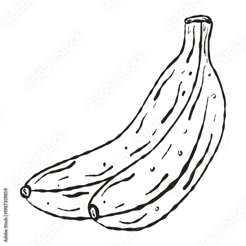 Banana Bunch Hand Drawn Sketch for Healthy Eating Infographics and Fruit Labels
