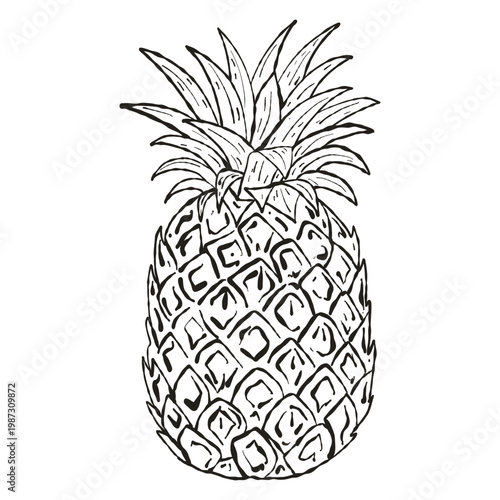 Pineapple Tropical Fruit, Hand Drawn Ink Illustration for Exotic Food Branding