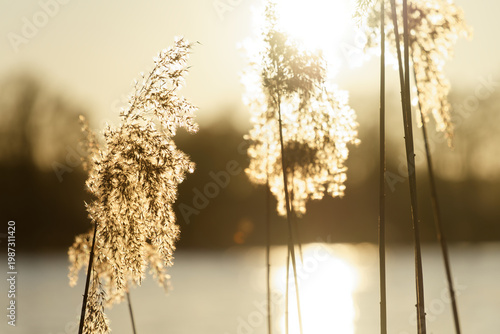 Reeds shimmering in golden hour light over water