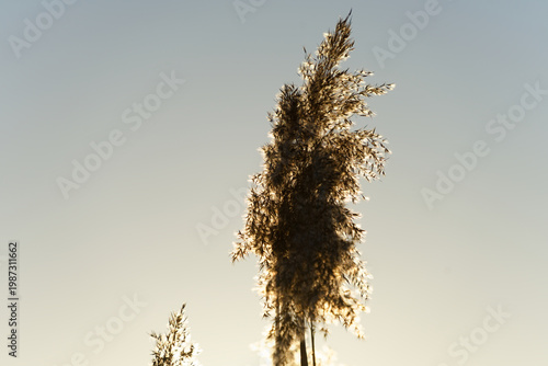 Common reed plant glowing in golden hour sunset