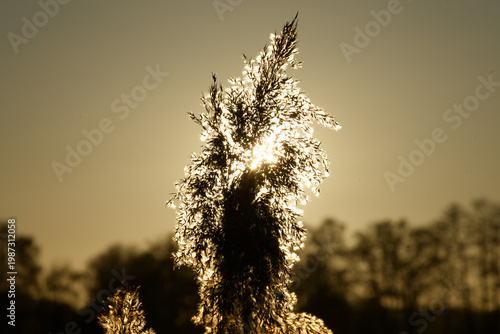Reed grass backlighting golden hour sunset glow