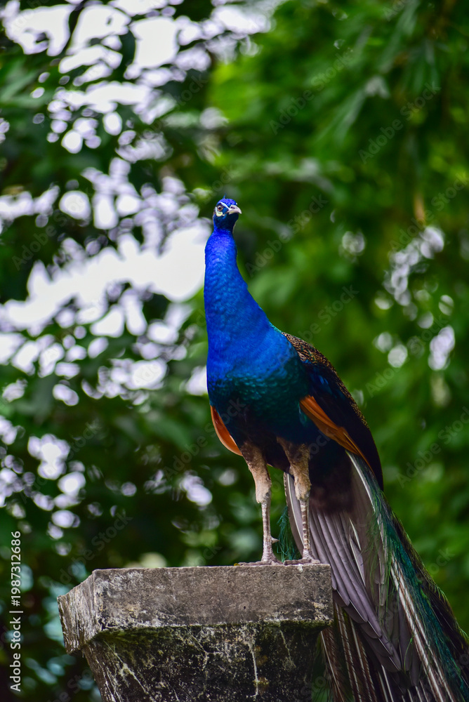 Obraz premium Male peacock stands tall on a stone pedestal. Its iridescent blue and green feathers shimmer in sunlight. Lush green foliage frames the background softly. The bird looks alert and majestic