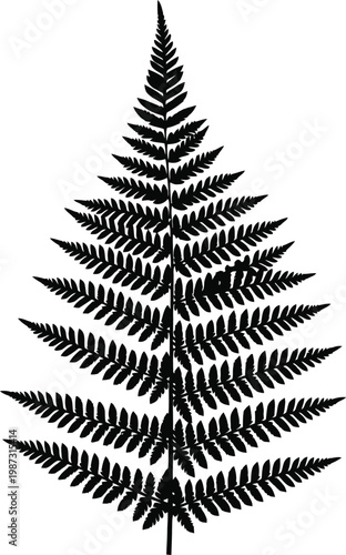 Detailed Silhouette of a Fern Frond.