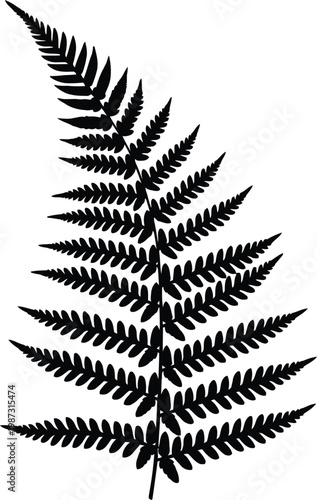 Detailed Silhouette of a Delicate Fern Frond.