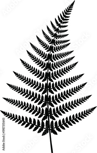 Black Silhouette of a Fern Frond.