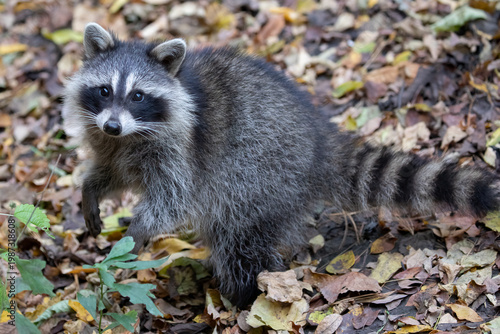 Raccoon Procyon lotor wildlife animal portrait nature autumn