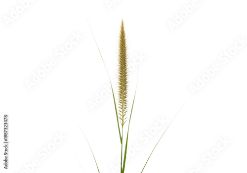 Green grass plant with long thin leaves and brown seed head isolated on transparent background