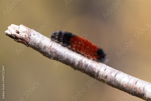 Woolly bear caterpillar Pyrrharctia isabella on branch macro nature
