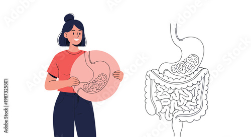 Smiling young woman presents an informative educational diagram of the human digestive system including the stomach and intestines.