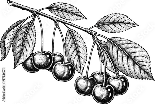 A branch of ripe juicy fresh cherry berries with leaves isolated on transparent background, hand drawn vector illustration.