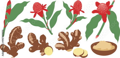Ginger Root and Torch Ginger Flower Vector Illustration Set Featuring Whole Rhizomes Slices Powder and Red Tropical Blooms.