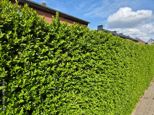 Ovalblättrige Liguster, Ligustrum ovalifolium, auch Wintergrüner Liguster genannt