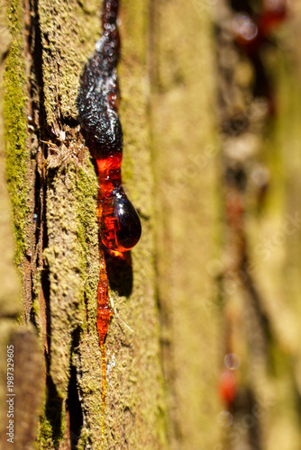 流れ落ちる杉の木の鮮やかで赤い樹液
