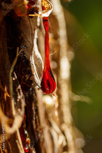 流れ落ちる杉の木の鮮やかで赤い樹液