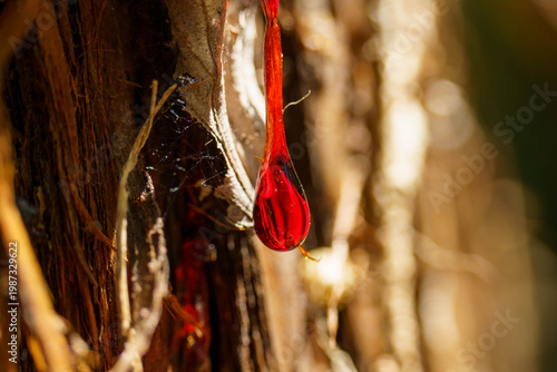 流れ落ちる杉の木の鮮やかで赤い樹液