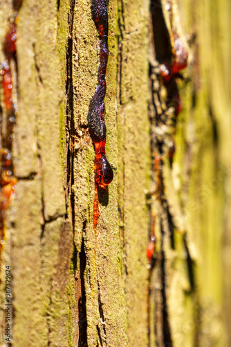 流れ落ちる杉の木の鮮やかで赤い樹液