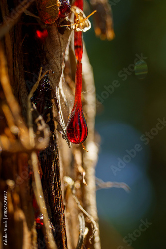 流れ落ちる杉の木の鮮やかで赤い樹液