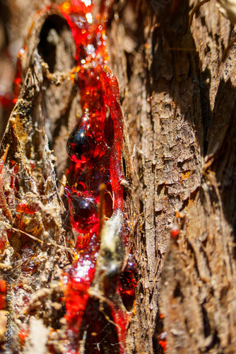 流れ落ちる杉の木の鮮やかで赤い樹液