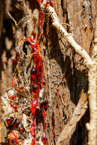 流れ落ちる杉の木の鮮やかで赤い樹液