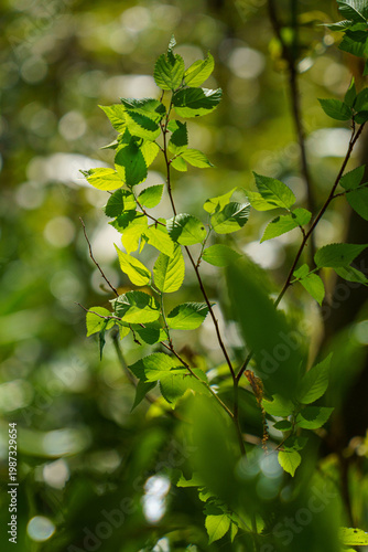 木漏れ日の光を浴びて輝く新緑の若葉