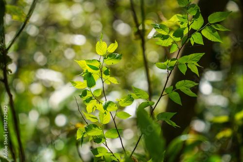 木漏れ日の光を浴びて輝く新緑の若葉
