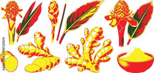 Ginger Root and Torch Ginger Flower Vector Illustration Set Featuring Whole Rhizomes Slices Powder and Red Tropical Blooms.
