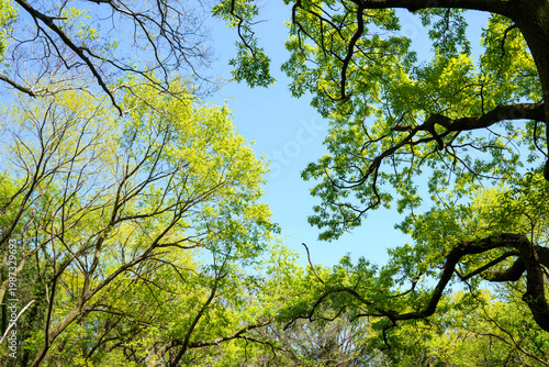 青空に映える新緑