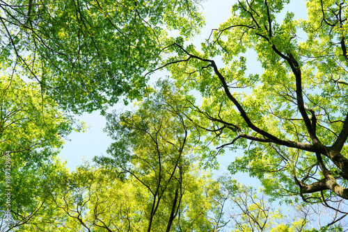 青空に映える新緑