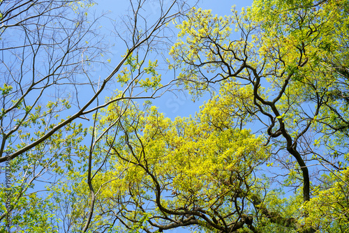 青空に映える新緑