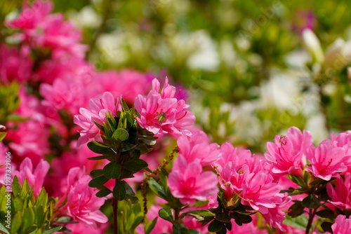 優しいピンク色のツツジ