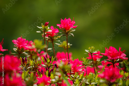 鮮やかな赤いツツジの花